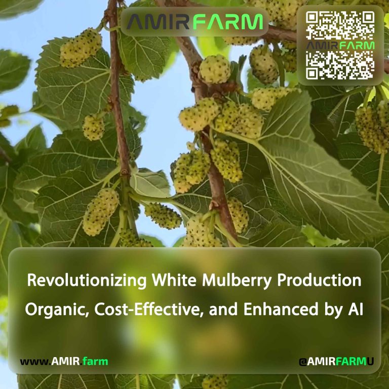 AMIR-FARM---White-Mulberry---P001