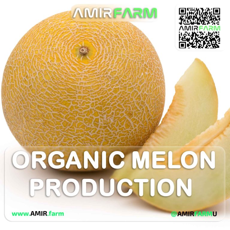 AMIR-FARM---ORGANIC-MELON---001