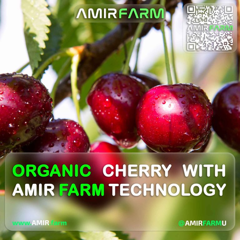 AMIR-FARM---ORGANIC-CHERRY-WITH-AMIR-FARM-TECHNOLOGY----001