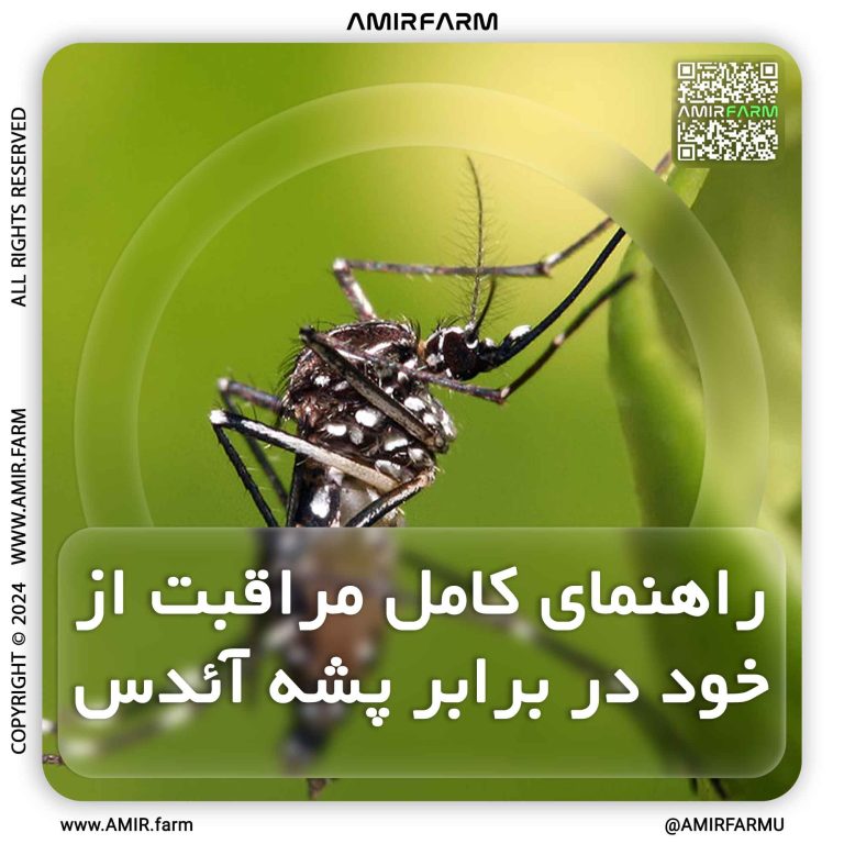 AMIR-FARM---AEDES-INSECT---001